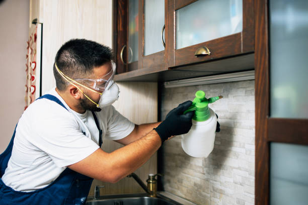 Best Termite Control Services  in Clifton, IL