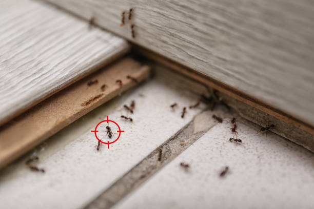 Best Pest Removal Services  in Clifton, IL