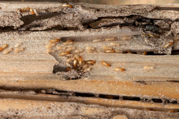 Best Exterminator Services  in Clifton, IL
