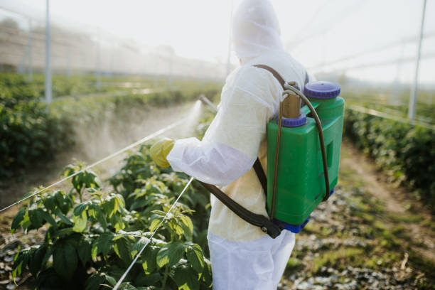 Best Termite Control Services  in Clifton, IL